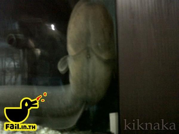 ปลาค่ะปลาอย่าคิดมาก