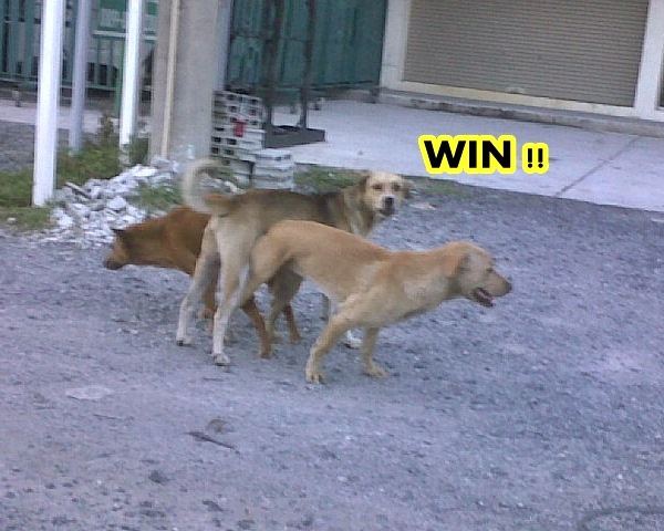 ซ้อน 3 ตำรวจจับค่ะ