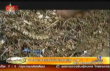 เก็บข่าวมาฝาก พบซากงูเหลือมคาดชำแหละทำลูกชิ้น