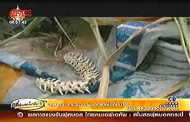 เก็บข่าวมาฝาก พบซากงูเหลือมคาดชำแหละทำลูกชิ้น