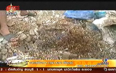 เก็บข่าวมาฝาก พบซากงูเหลือมคาดชำแหละทำลูกชิ้น