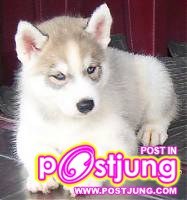 น้องหมาน่ารักๆ ค่ะ