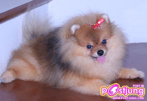 น้องหมาน่ารักๆ ค่ะ