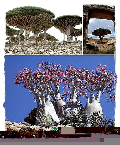 Socotra Island (Indian Ocean)