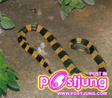 งูสามเหลี่ยม (Bungarus fasciatus)