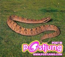 งูกะปะ (Calloselasma rhodostoma)