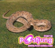 งูแมวเซา (Daboia ruamensis)