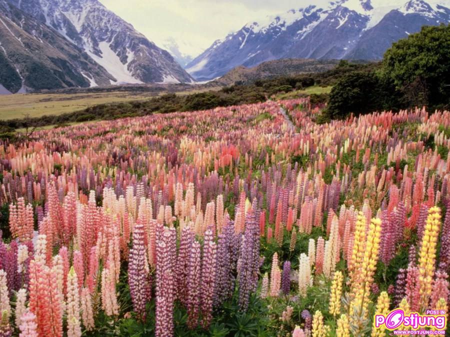 Wild Lupine Mount Cook National Park,New Zealand