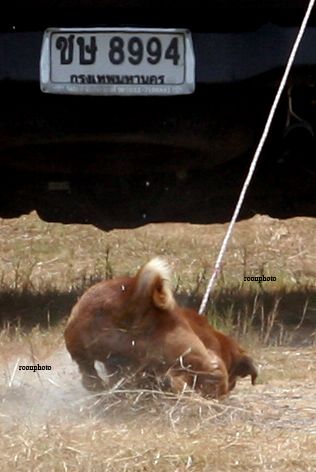 ทารุณสัตว์ ลากคอ หมา กับท้ายกระบะจนหมาตาย