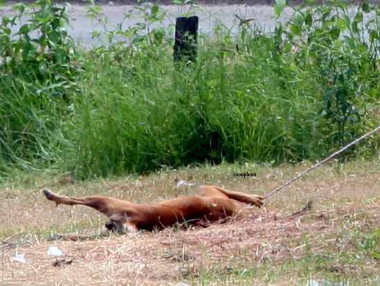 ทารุณสัตว์ ลากคอ หมา กับท้ายกระบะจนหมาตาย