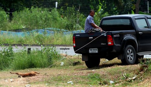 ทารุณสัตว์ ลากคอ หมา กับท้ายกระบะจนหมาตาย