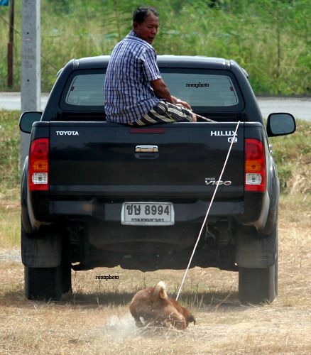 ทารุณสัตว์ ลากคอ หมา กับท้ายกระบะจนหมาตาย