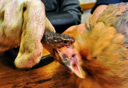 เปิปพิสดาร งูฉกไก่