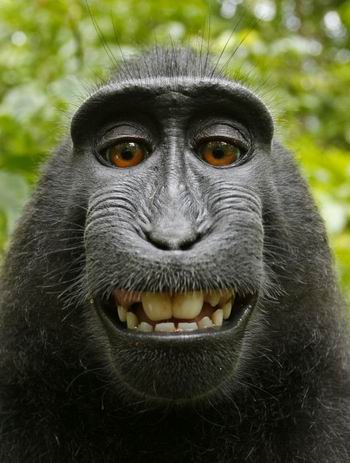 1 2 3 ยิ้ม ฝีมือการถ่ายรูปตัวเองของลิง