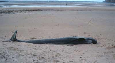 ซากวาฬนำร่องครีบยาวที่เคยนอนตายเกยตื้นเมื่อปี 2006