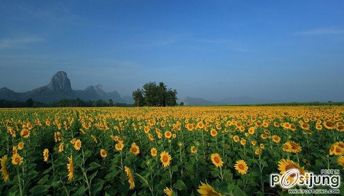 ทุ่งทานตะวัน