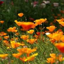 ไปเดินเล่นที่สวนดอกไม้กับน้ำตาลไหมค่ะเพื่อนๆ