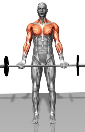 Strength training - Dynamic 3D illustrations