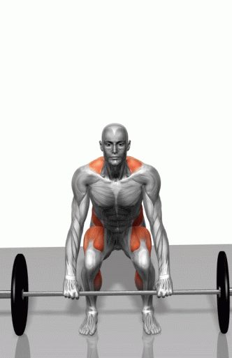 Strength training - Dynamic 3D illustrations