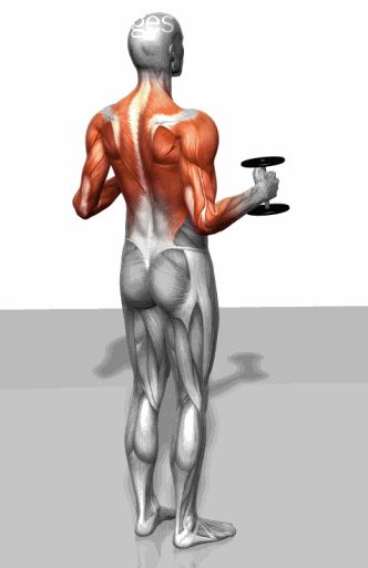 Strength training - Dynamic 3D illustrations