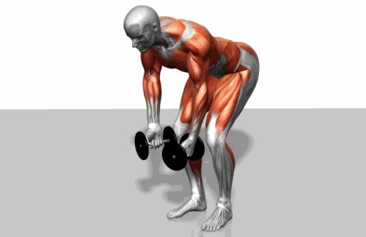 Strength training - Dynamic 3D illustrations