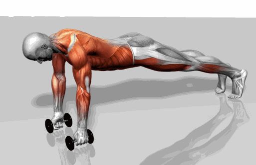 Strength training - Dynamic 3D illustrations