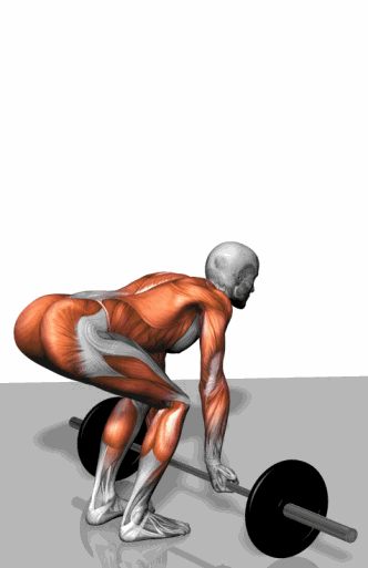 Strength training - Dynamic 3D illustrations