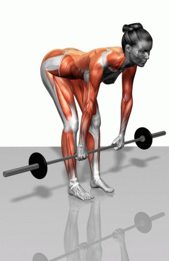 Strength training - Dynamic 3D illustrations