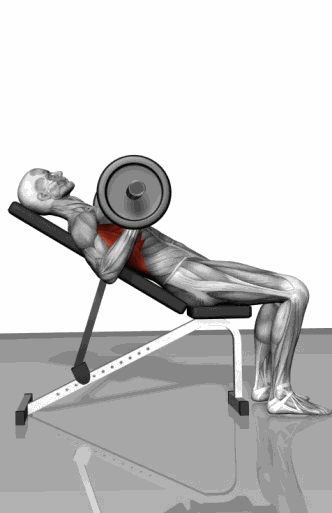 Strength training - Dynamic 3D illustrations