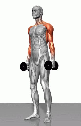 Strength training - Dynamic 3D illustrations