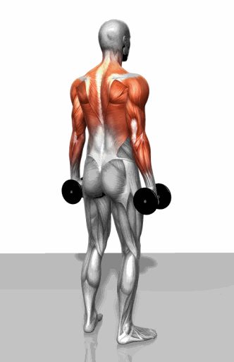 Strength training - Dynamic 3D illustrations