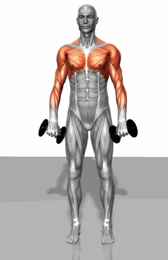 Strength training - Dynamic 3D illustrations