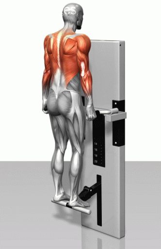 Strength training - Dynamic 3D illustrations