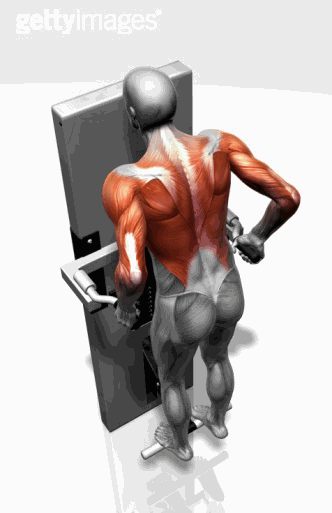 Strength training - Dynamic 3D illustrations