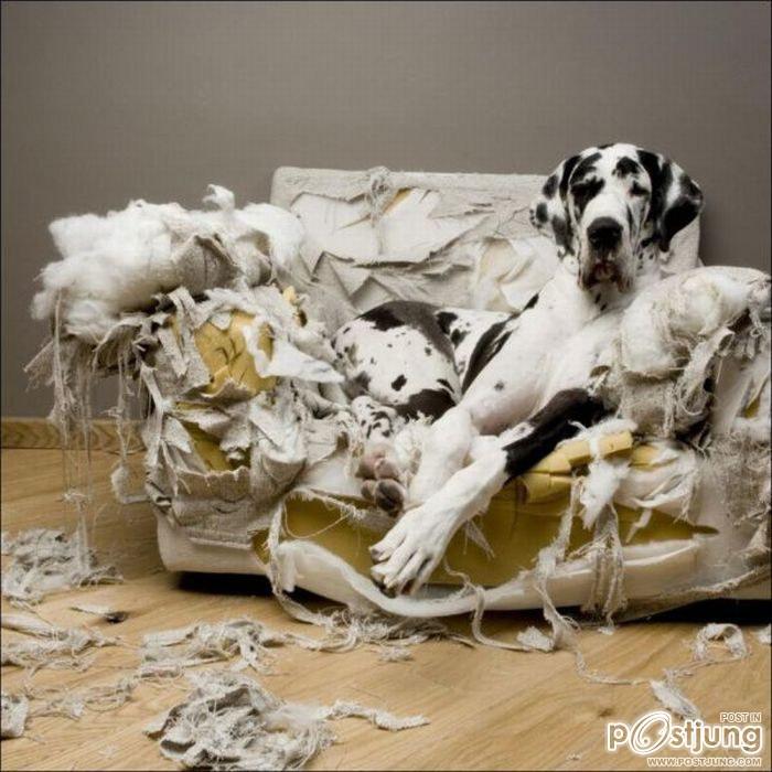 สัตว์เลี้ยงแสนซน!