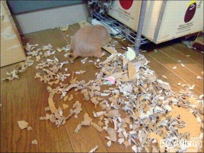 สัตว์เลี้ยงแสนซน!