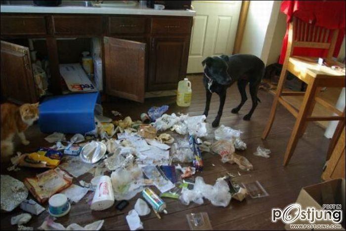 สัตว์เลี้ยงแสนซน!