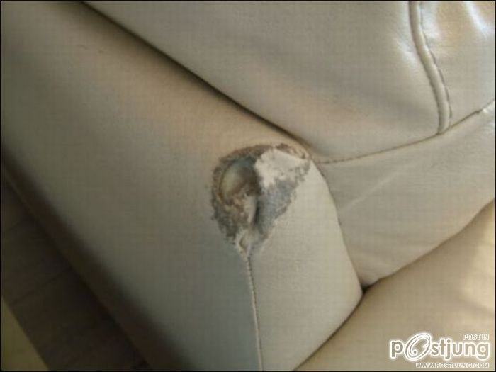 สัตว์เลี้ยงแสนซน!