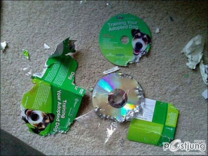 สัตว์เลี้ยงแสนซน!