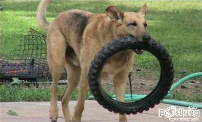 สัตว์เลี้ยงแสนซน!