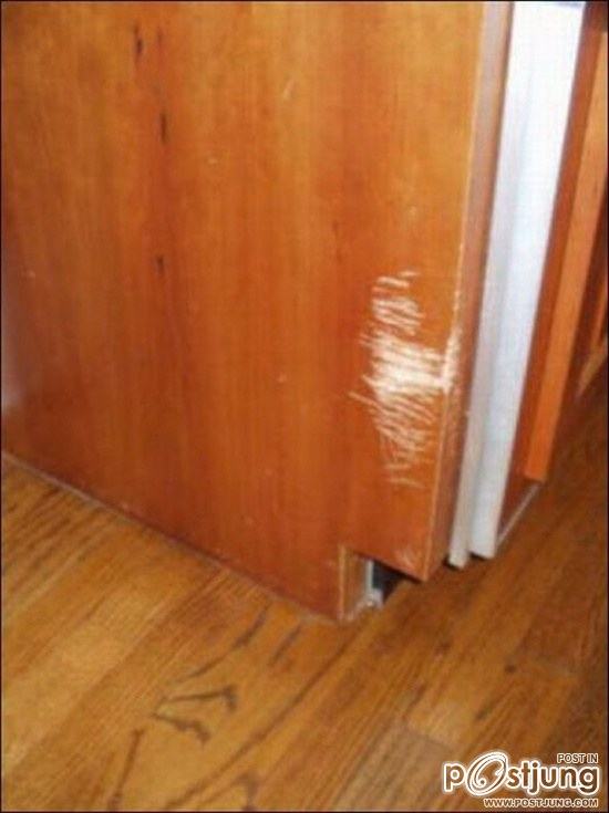 สัตว์เลี้ยงแสนซน!