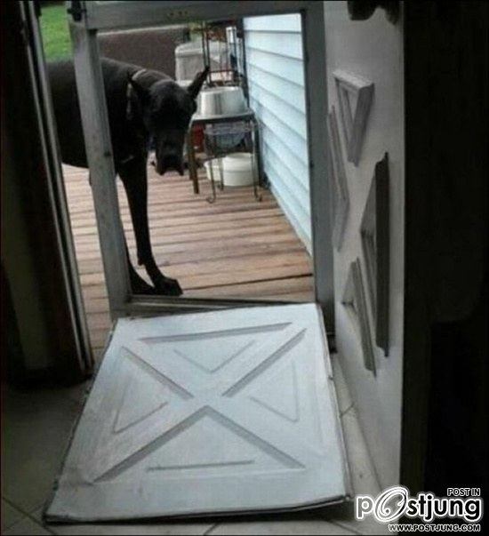 สัตว์เลี้ยงแสนซน!