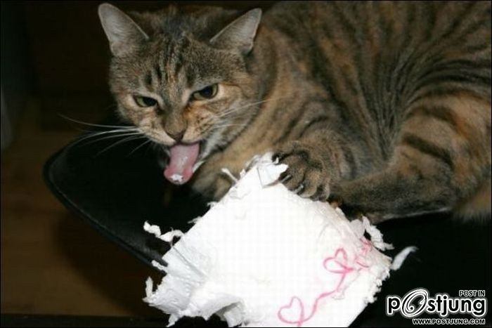 สัตว์เลี้ยงแสนซน!