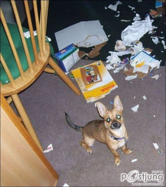 สัตว์เลี้ยงแสนซน!