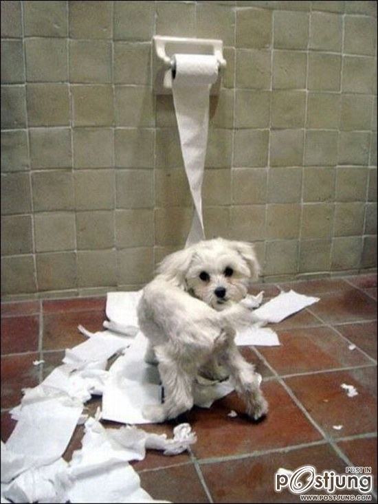 สัตว์เลี้ยงแสนซน!