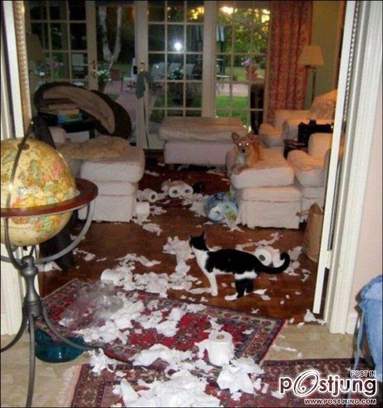 สัตว์เลี้ยงแสนซน!