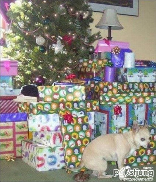 สัตว์เลี้ยงแสนซน!