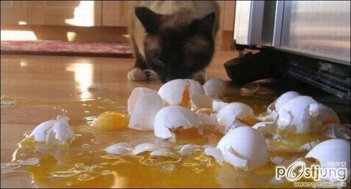 สัตว์เลี้ยงแสนซน!