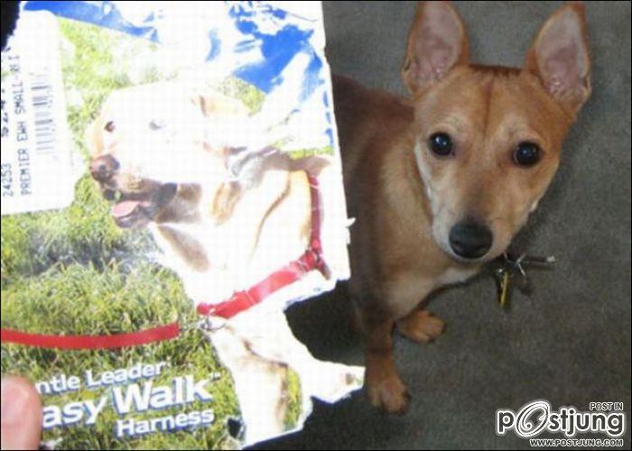 สัตว์เลี้ยงแสนซน!