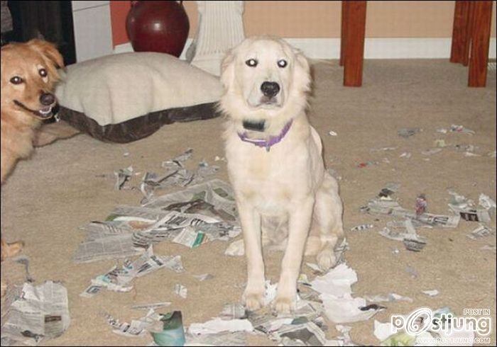 สัตว์เลี้ยงแสนซน!